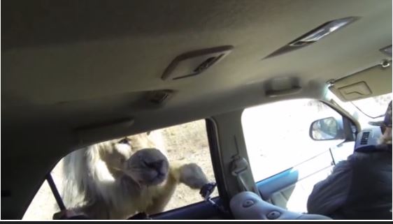 ΒΙΝΤΕΟ-Λιοντάρι επιτίθεται σε αυτοκίνητο