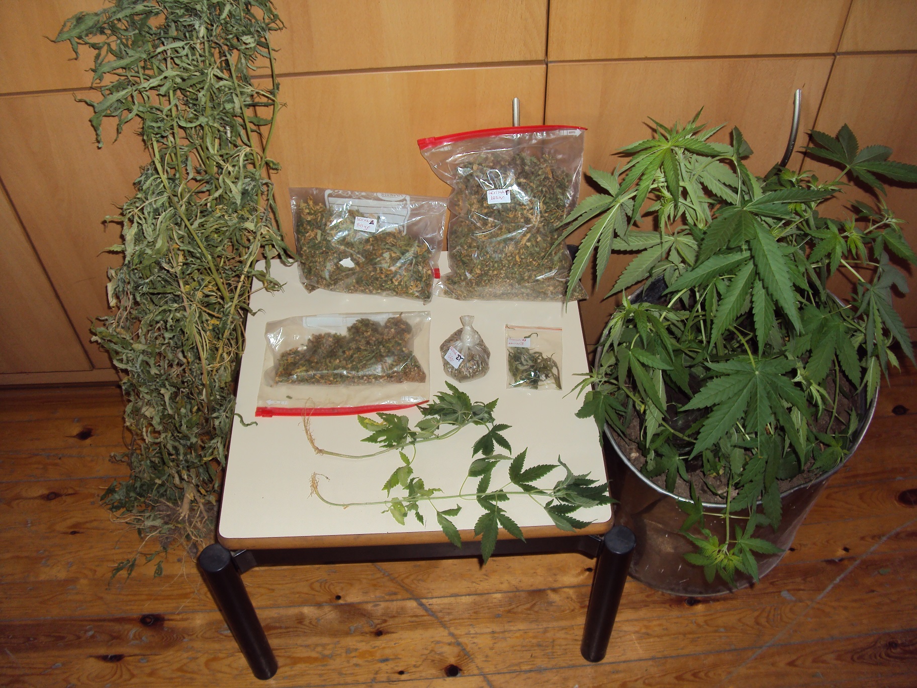 Κρήτη-Μίνι φυτεία εντόπισαν οι αρχές