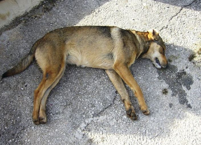 Ασυνείδητοι ρίχνουν φόλες σε αδέσποτα