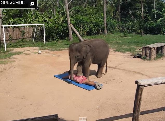 ΒΙΝΤΕΟ-Ο ελέφαντας που κάνει μασάζ