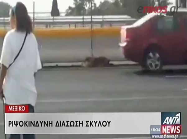ΒΙΝΤΕΟ-Ριψοκίνδυνη διάσωση σκύλου