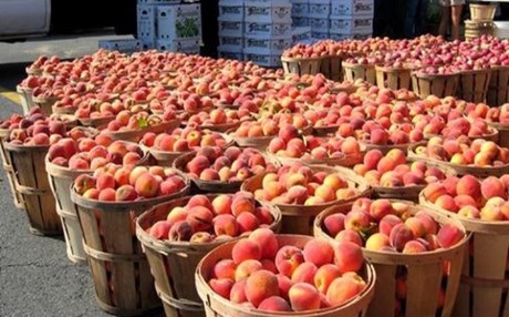 “Μηδαμινές συνέπειες για την Ευρώπη το ρωσικό εμπάργκο”