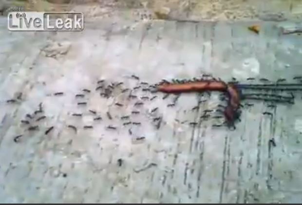 ΒΙΝΤΕΟ-Είναι τα μυρμήγκια πιο έξυπνα από τους ανθρώπους;