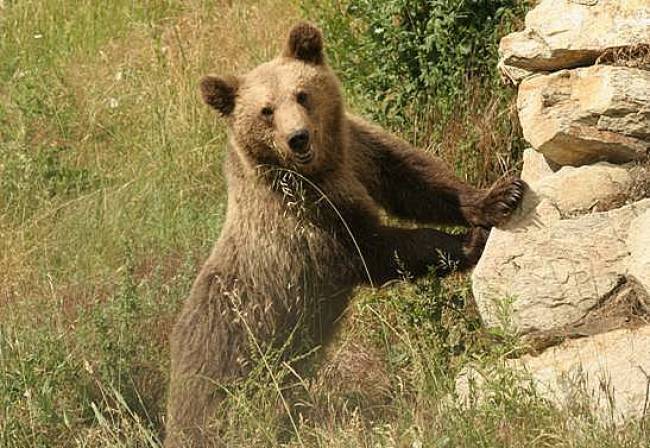 Ιωάννινα:Μέτρα προστασίας από τις αρκούδες
