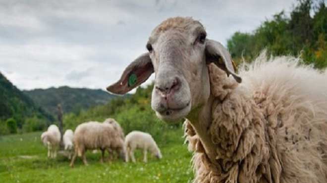 Βουλγαρία-Σε ύφεση η επιδημία καταρροϊκού πυρετού