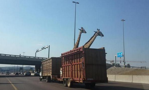 ΦΩΤΟ-Τραγικός θάνατος για καμηλοπάρδαλη