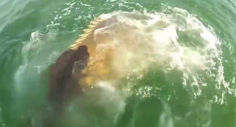 ΒΙΝΤΕΟ-Τεράστια σφυρίδα επιτέθηκε σε καρχαρία