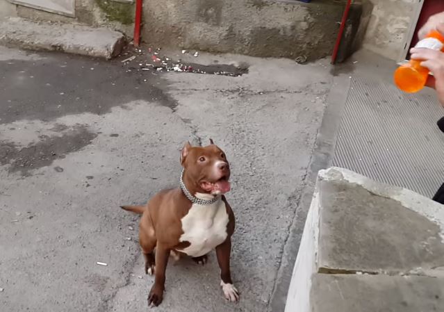 ΒΙΝΤΕΟ-Πίτμπουλ «τρώει» φούσκες