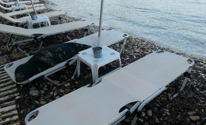 ΦΩΤΟ-Η φώκια Αργυρώ κάνει ηλιοθεραπεία σε ξαπλώστρα