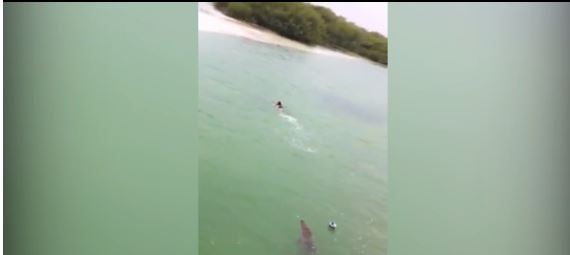 ΒΙΝΤΕΟ-Γιγάντιος κροκόδειλος κυνήγησε τουρίστα