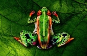 ΦΩΤΟ-Βλέπεις έναν βάτραχο; Δες καλύτερα