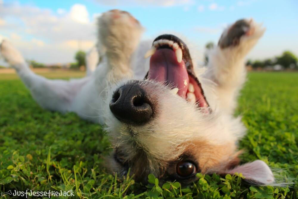 BINTEO-Ο σκύλος που κάνει όλες τις δουλειές του σπιτιού