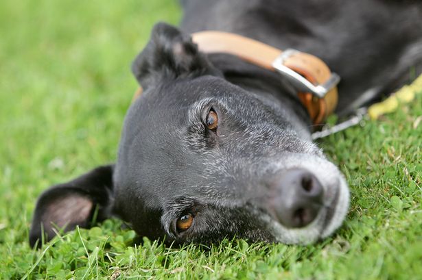 ΦΩΤΟ-Ο πιο ανεπιθύμητος σκύλος της Βρετανίας