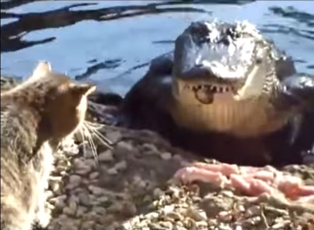 ΒΙΝΤΕΟ-Γάτα-Κροκόδειλος: 1-0