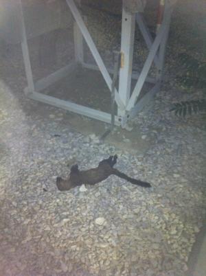 Κουνάβια βυθίζουν στο σκοτάδι τα Τρίκαλα