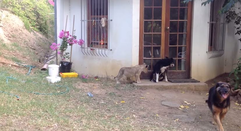 ΒΙΝΤΕΟ-Λιονταράκι.. τρομάζει σκύλο