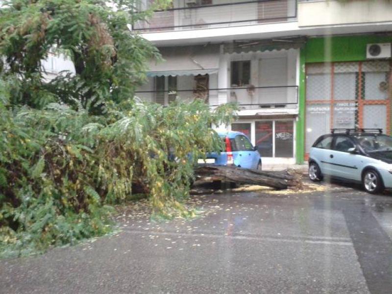 Πτώση δέντρου στη Θεσσαλονίκη