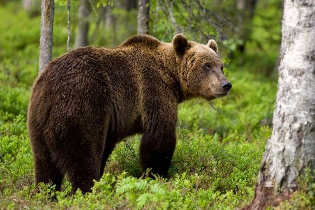 Ιωάννινα-Επιχείρηση απεγκλωβισμού αρκούδας