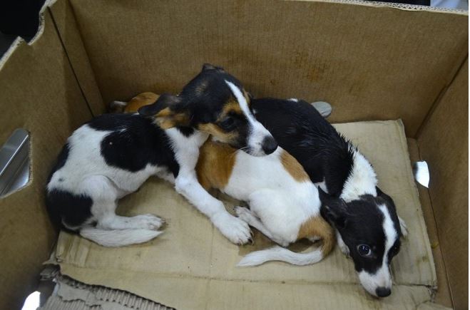 Ενοικιαστής έφυγε “νύχτα” και εγκατέλειψε 6 σκυλιά