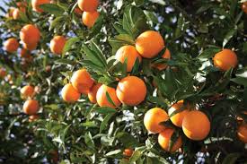 Νότια Αφρική-Τον σκότωσαν πετώντας του πορτοκάλια