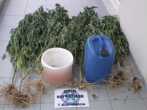 Εντοπίστηκε χασισοφυτεία στα Τρίκαλα