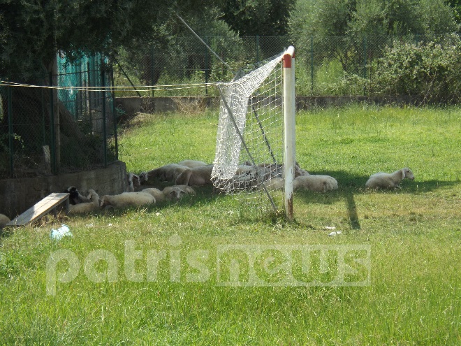 ΦΩΤΟ-Πρόβατα βόσκουν στο γήπεδο