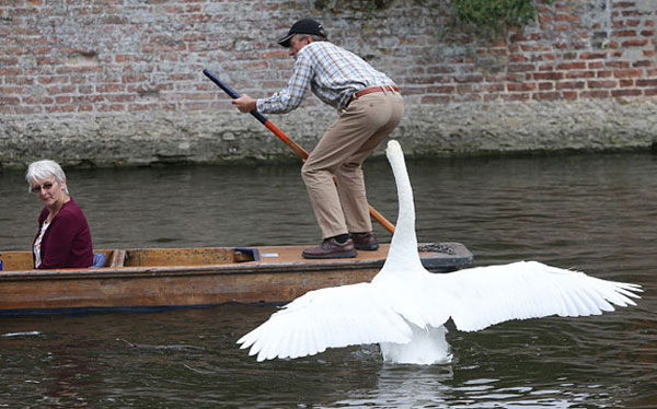 ΦΩΤΟ-Ο κύκνος… νευρίασε
