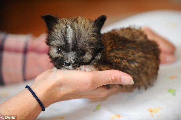 ΦΩΤΟ-Γνωρίστε τον Tyson το πιο μικρό σκυλί της Βρετανίας