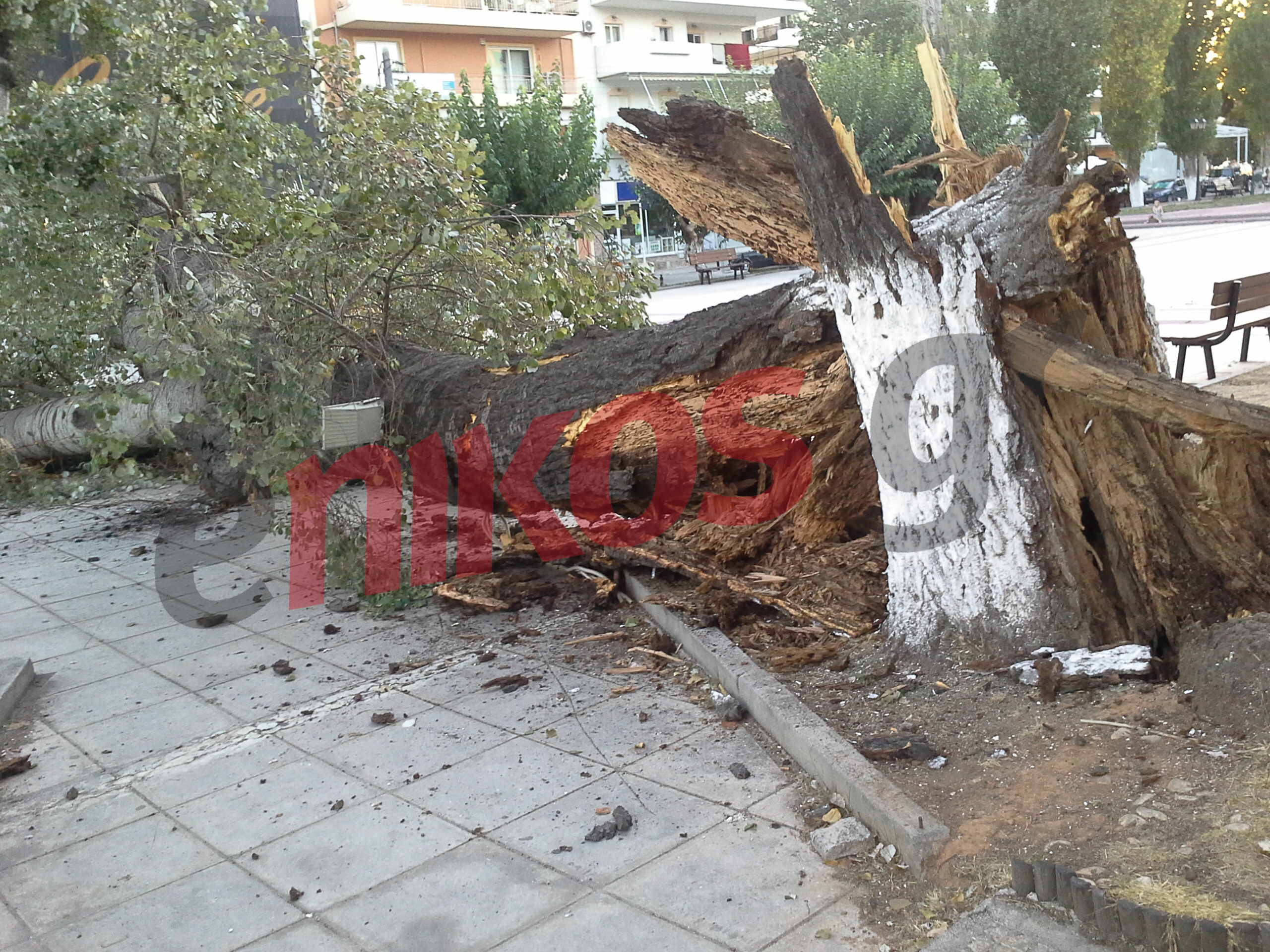 ΦΩΤΟ-Ξεριζώθηκε δέντρο στην πλατεία του Γέρακα – Από θαύμα δεν υπήρξαν θύματα
