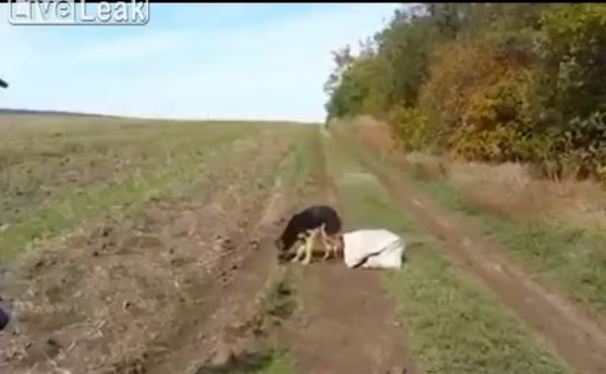 ΒΙΝΤΕΟ-Έκλεισαν σκύλο μέσα σε τσάντα και τον εγκατέλειψαν