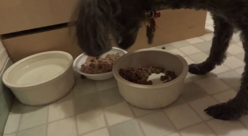 ΒΙΝΤΕΟ-Σκύλος ετοιμάζει το… φαγητό του
