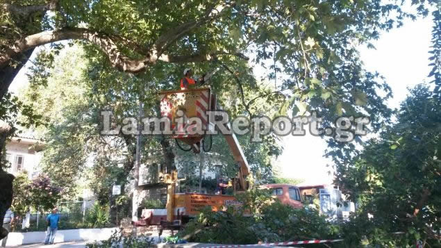 ΦΩΤΟ-Κλαδεύουν τα πλατάνια μετά τον θάνατο παιδιού