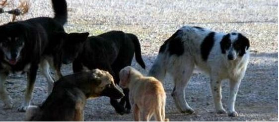 O σκύλος την έστειλε στο νοσοκομείο