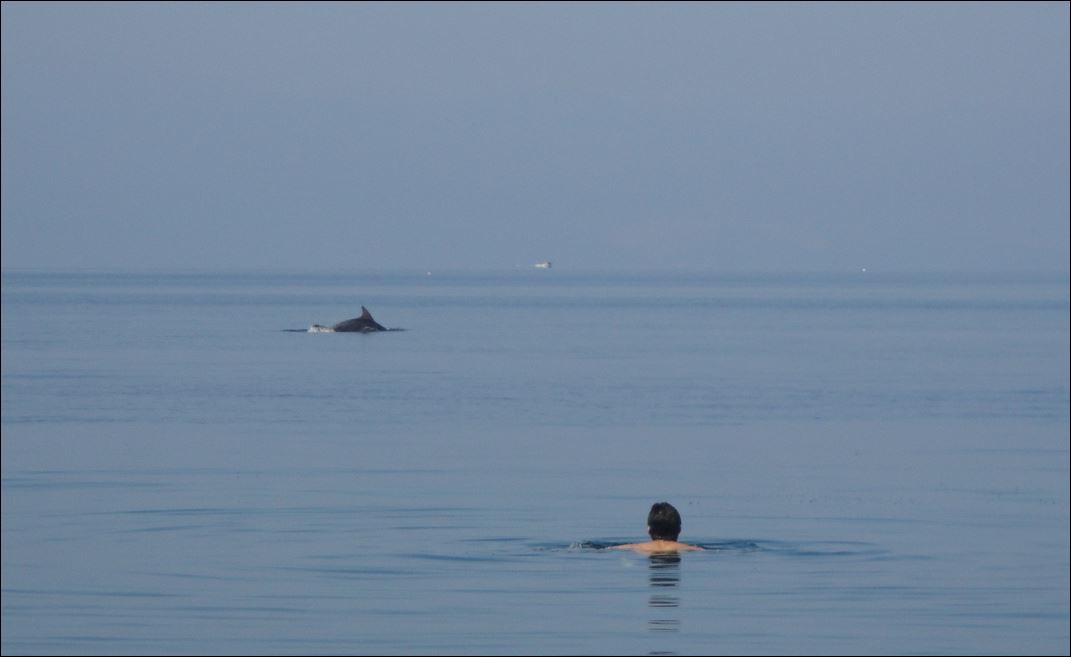 ΦΩΤΟ-Δελφίνια στην παραλία της Αφήσσου