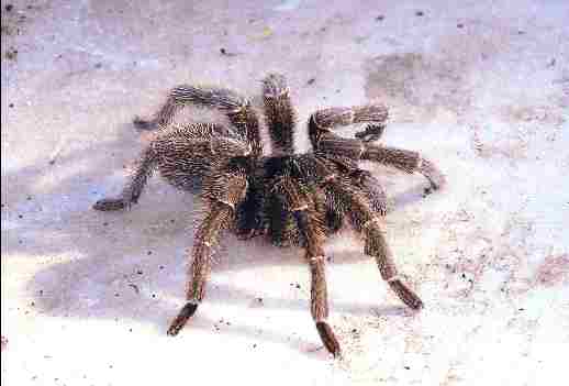 Έχασε δυο δάχτυλα από τσίμπημα αράχνης