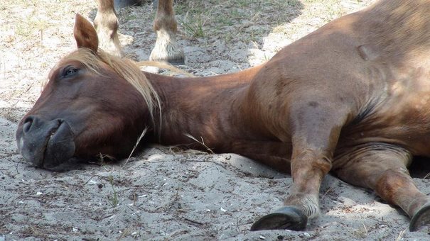 Πρέβεζα-Νεκρά δύο άλογα από τη δηλητηρίαση