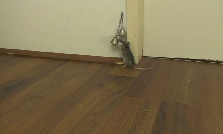 ΒΙΝΤΕΟ-Ποντίκι χτυπάει το «κουδούνι» για να του ανοίξουν