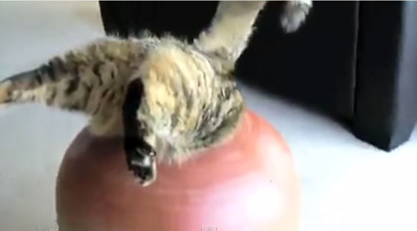 ΒΙΝΤΕΟ-Χωράει μία γάτα σε…