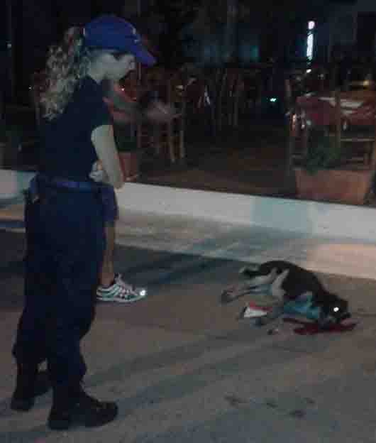 Στον Άρειο Πάγο η καταγγελία για την αδέσποτη Μάγκυ