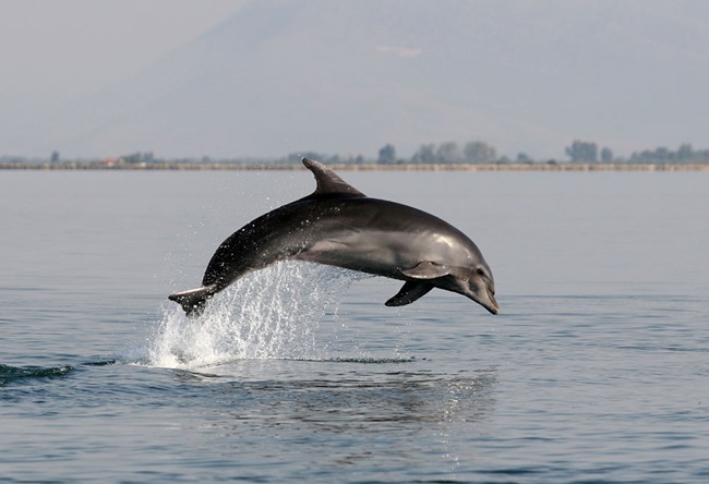 Η υπεραλίευση αφανίζει τα δελφίνια σε Ιόνιο-Αιγαίο
