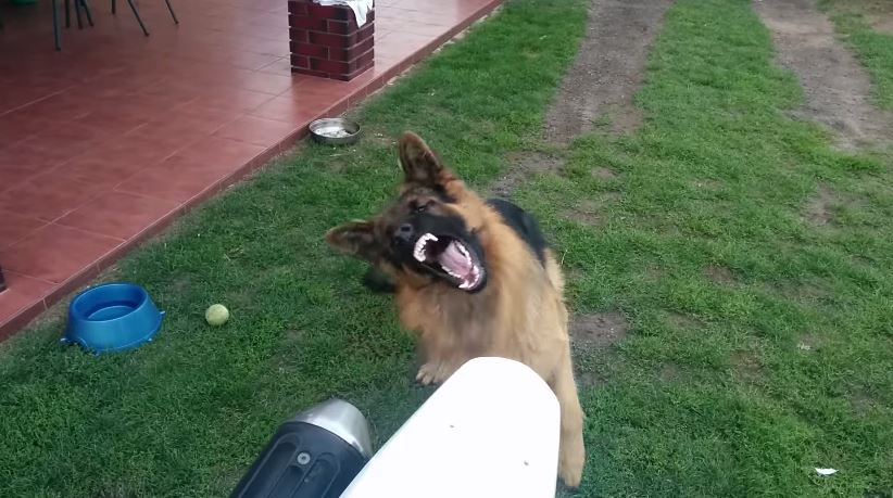 ΒΙΝΤΕΟ-Σκύλος «παίζει» με εξάτμιση