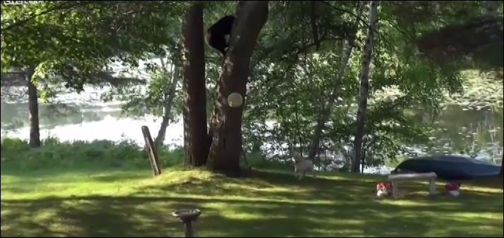 ΒΙΝΤΕΟ-Σκύλος πήρε στο… κυνήγι αρκούδα