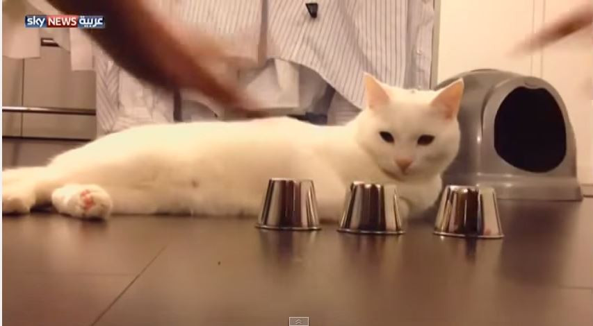 ΒΙΝΤΕΟ-Η γάτα που βρίσκει τον «παπά»