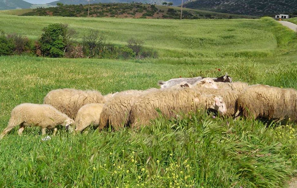 Κρούσματα καταρροϊκού πυρετού στα Τρίκαλα