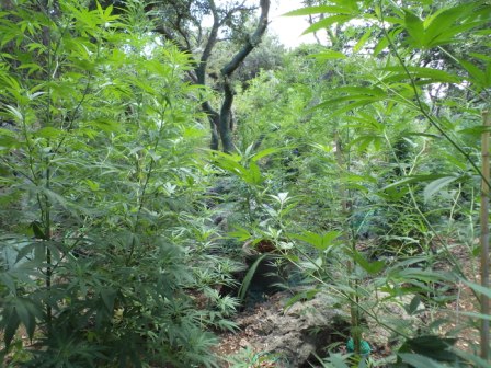 Εντοπισμός χασισοφυτείας στο Ρέθυμνο