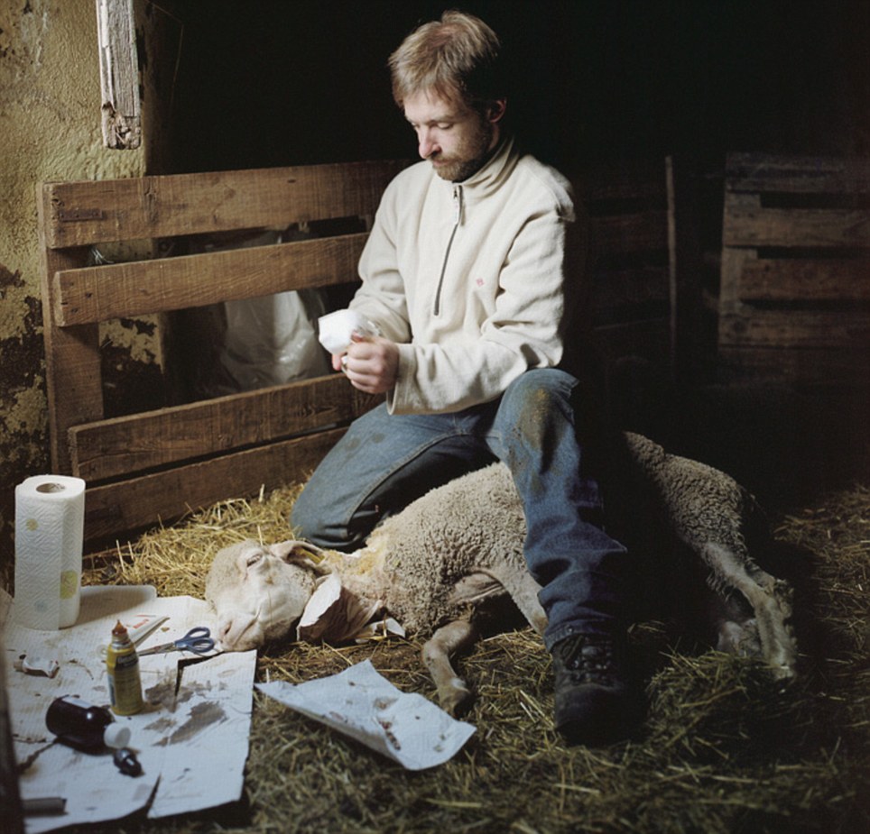 Living off the land: Mr Bruy captured this picture of Olivier nursing a sheep while spending a month with the French shepherd. Here, Olivier treats one of his flock after it was bitten by a dog in Ardeche in France in 2010