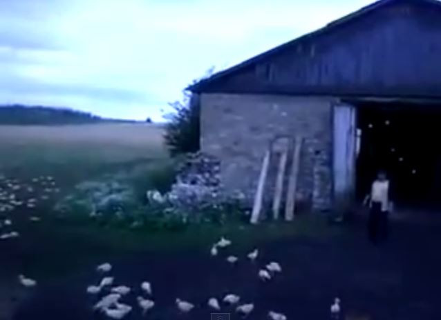 ΒΙΝΤΕΟ-Φτιάχνει τάγματα εφόδου με… πάπιες