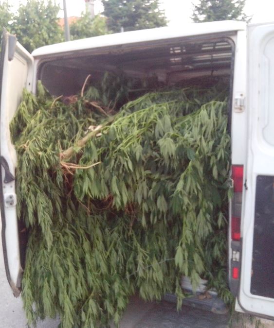 ΦΩΤΟ-Έστησε χασισοφυτεία στο χωράφι του