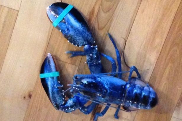 ΦΩΤΟ-14χρονη ψάρεψε σπάνιο μπλε αστακό