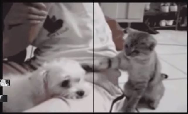 ΒΙΝΤΕΟ-Πονηρά και κακά ζώα εν …δράσει